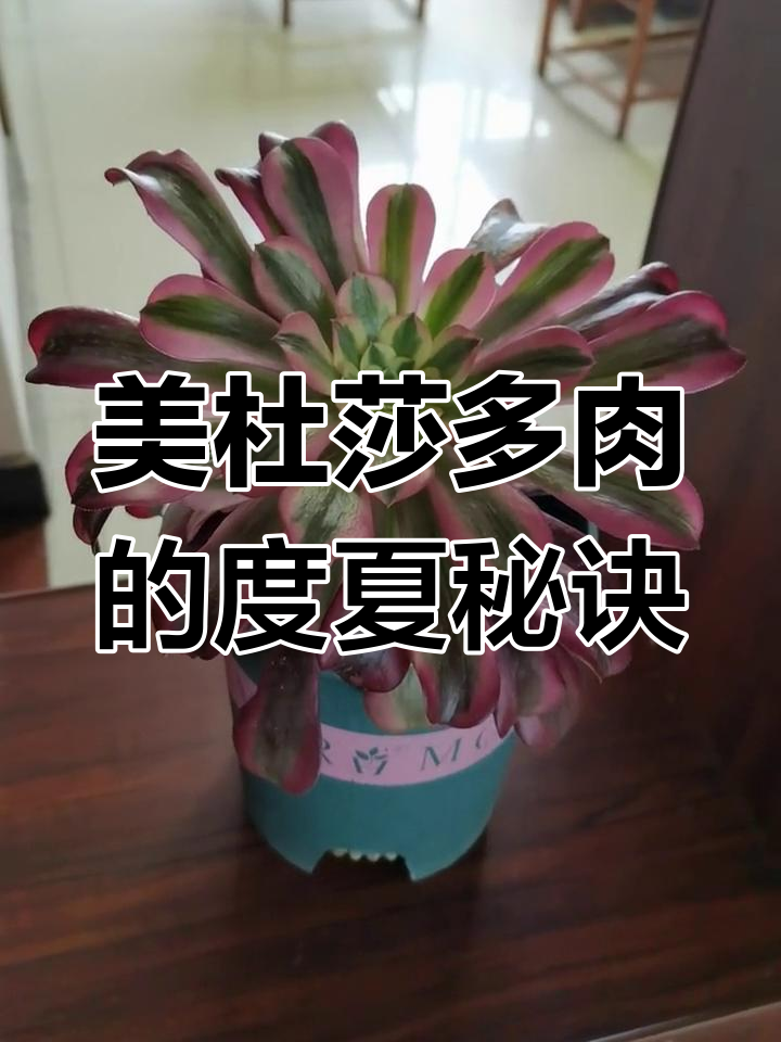 多肉植物夏季养护技巧,如何让美杜莎更美丽