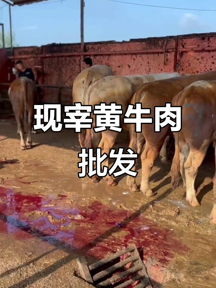 新鲜黄牛肉批发,腿肉、牛腩一应俱全