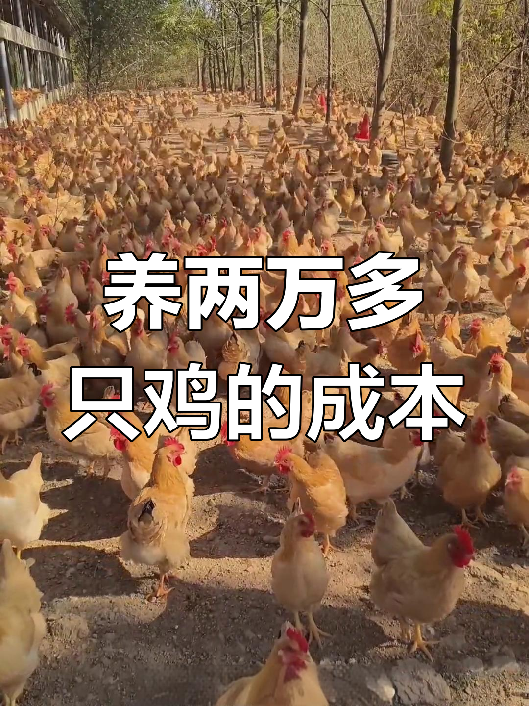 青年返乡创业养鸡:2万只土鸡一天吃多少饲料?