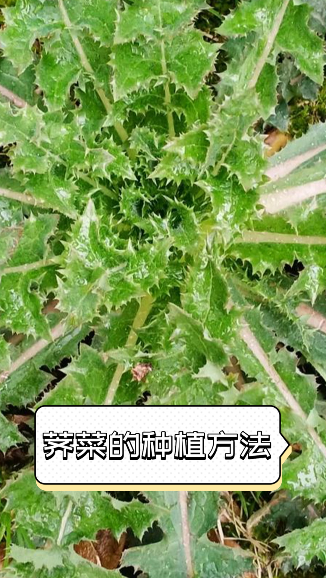 荠菜的种植方法