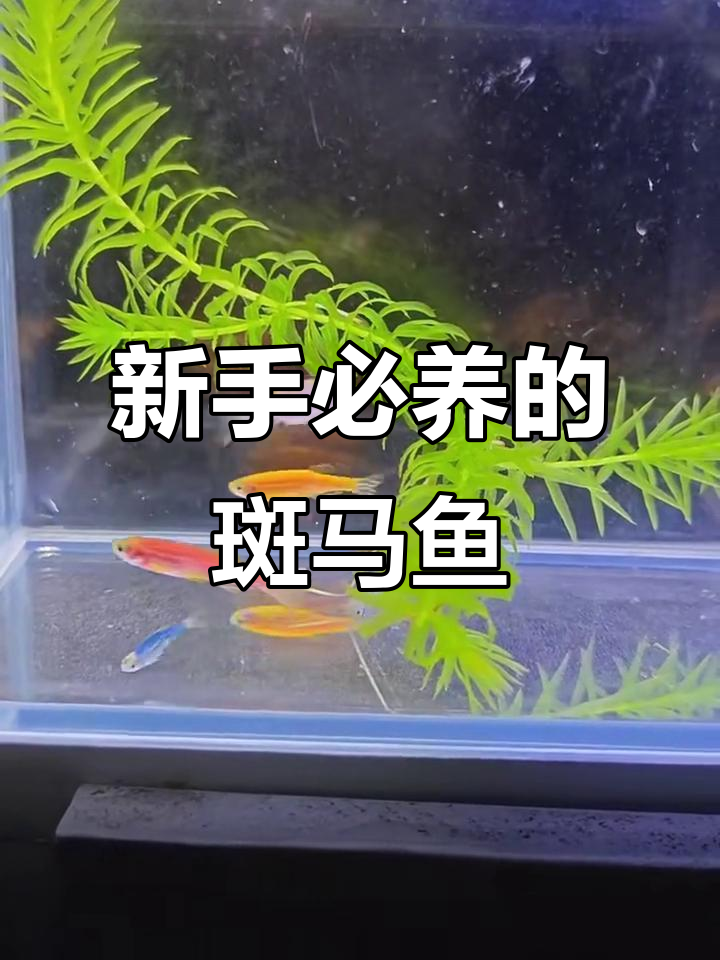 轻松养斑马鱼,超耐造!