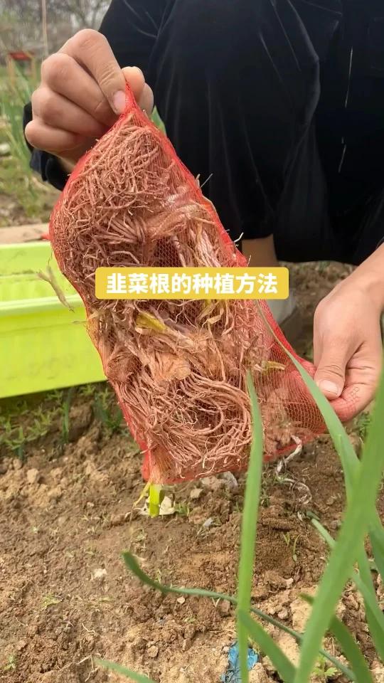韭菜根的种植方法,简单实用