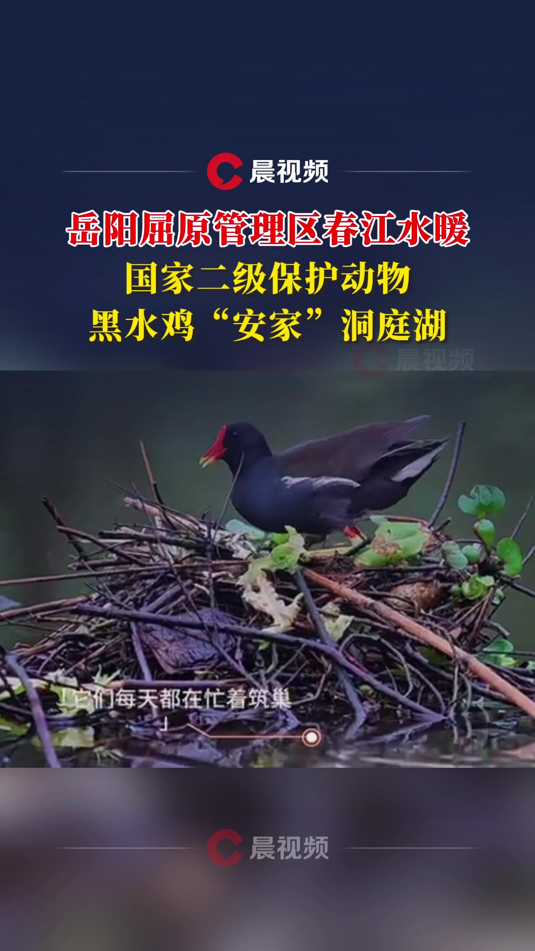 岳阳屈原管理区春江水暖,国家二级保护动物黑水鸡“安家”洞庭湖