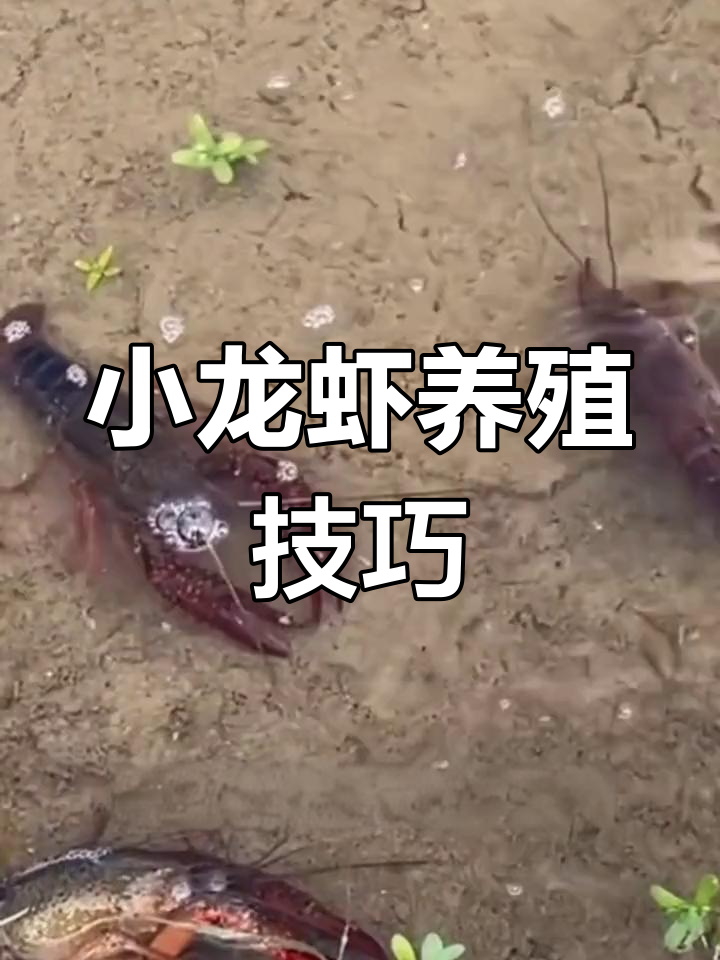捡到小龙虾如何在家饲养