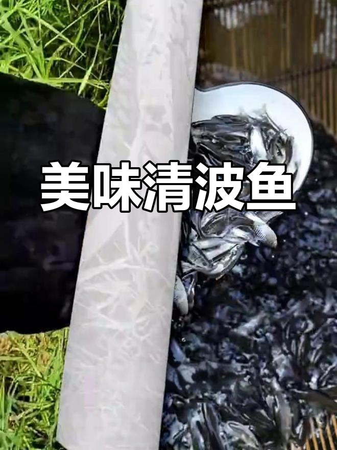 清波鱼肉质鲜美,生长迅速,市场价格不菲