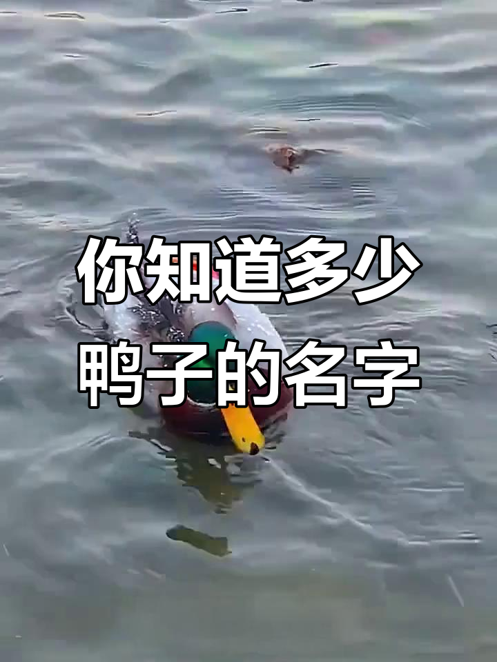 15种不同品种的鸭子,看看你认识几种?
