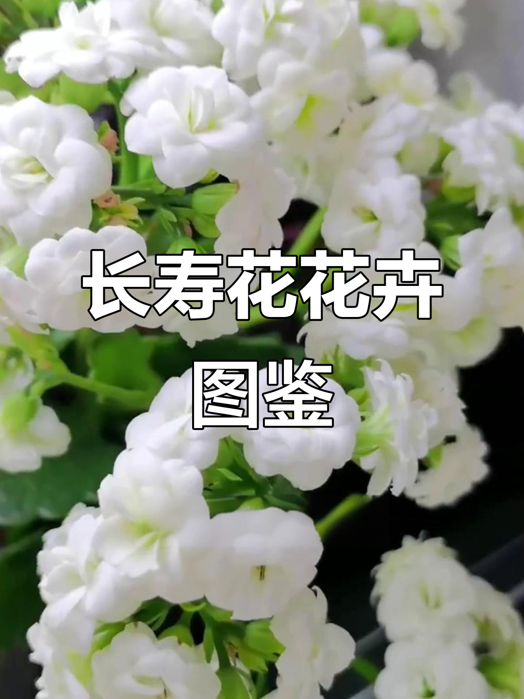 100种长寿花大揭秘,品种多样美丽无限