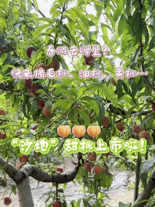 本地沙地“甜桃”上市!邀您来采摘~ 地址:灵武市白芨滩管理局甜水河管理站(沿307国道至甜