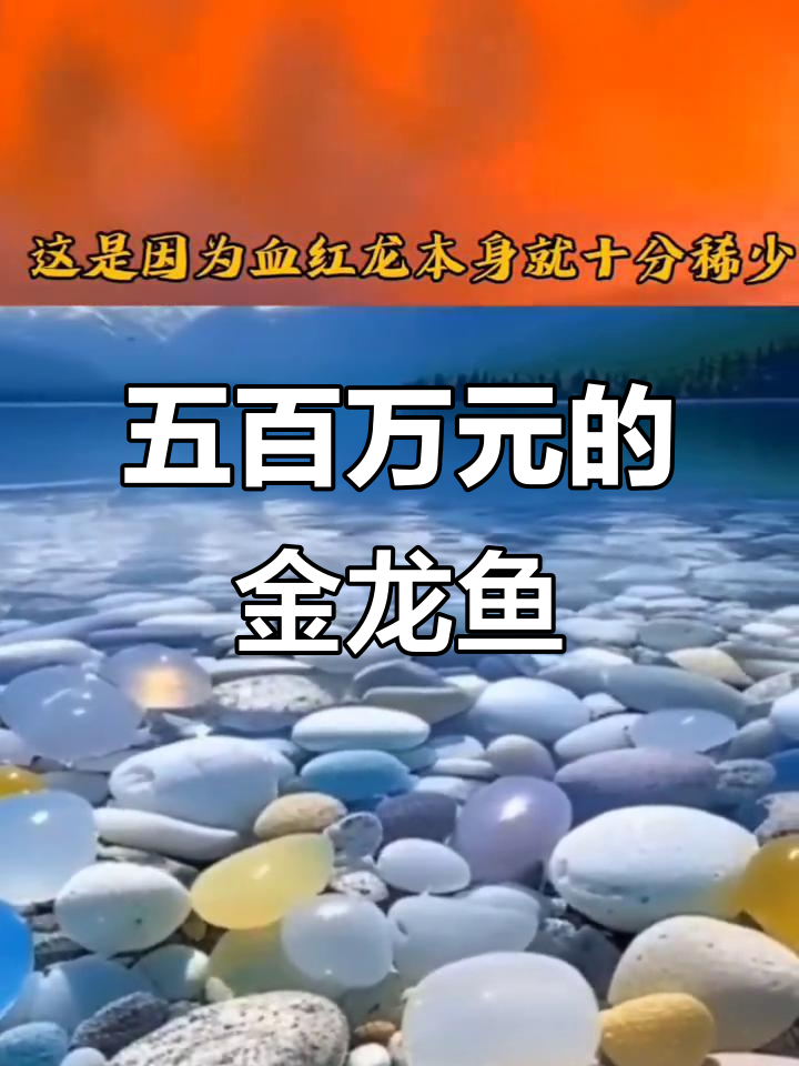 血红金龙鱼:五百万身价背后的秘密