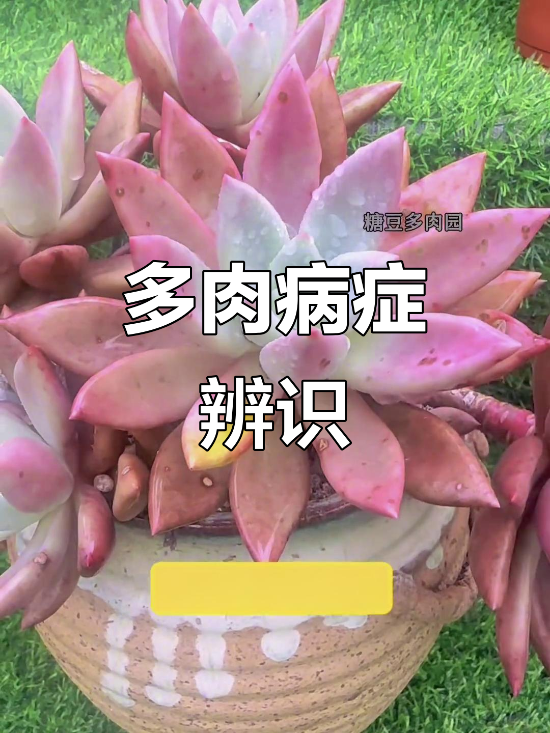 识别多肉常见病害,避免不必要的损失