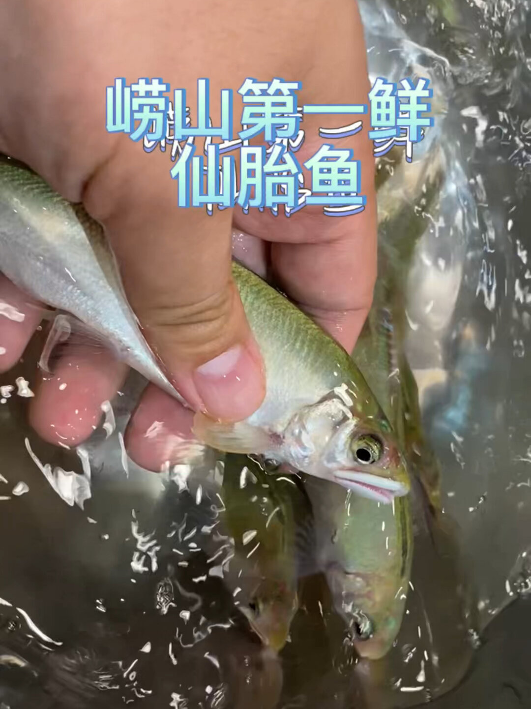 崂山第一鲜——仙胎鱼