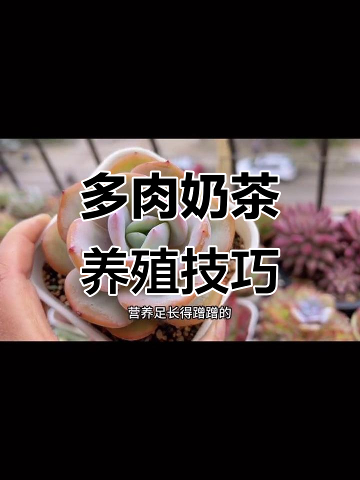 奶茶多肉养护秘诀:选对土壤,轻松养大又健康