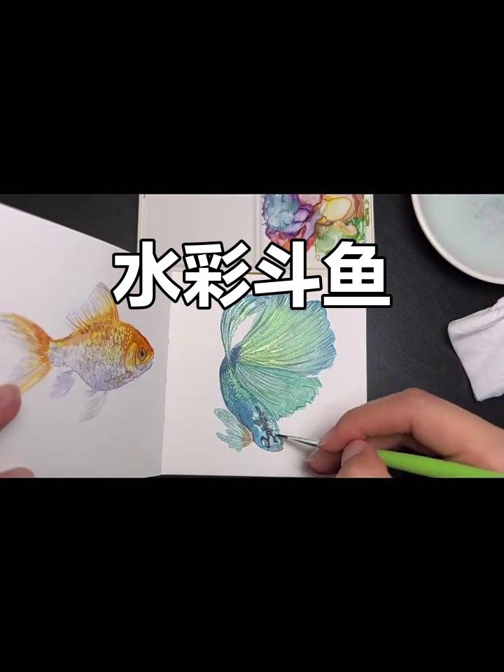 斗鱼水彩画,色彩与线条的完美结合