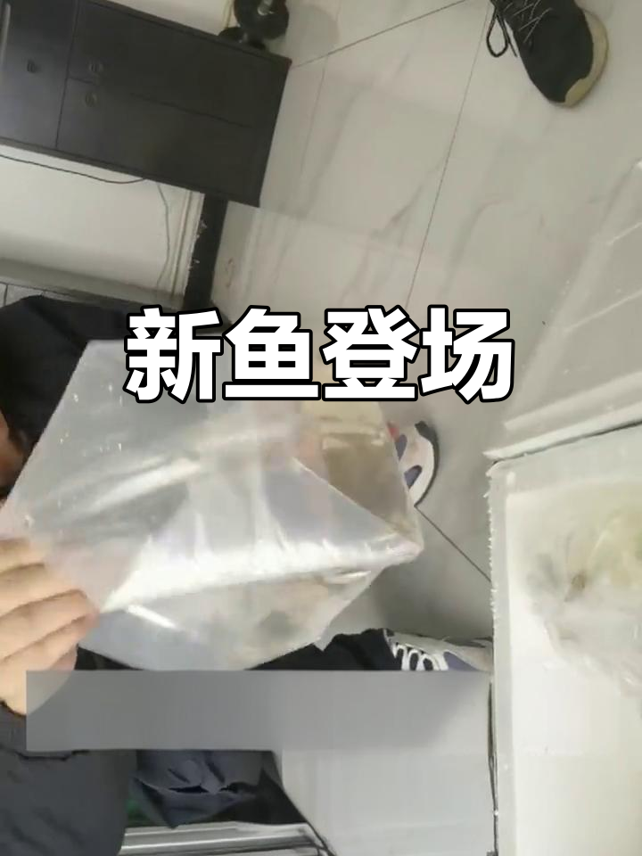 新鱼到货,皇冠直升机亮相,蓝丝绒金鼠鱼超惊艳!