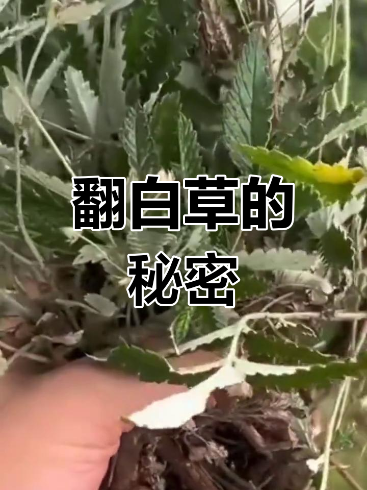 鸡腿参:一种你小时候吃过的美味草本植物,如今难得一见