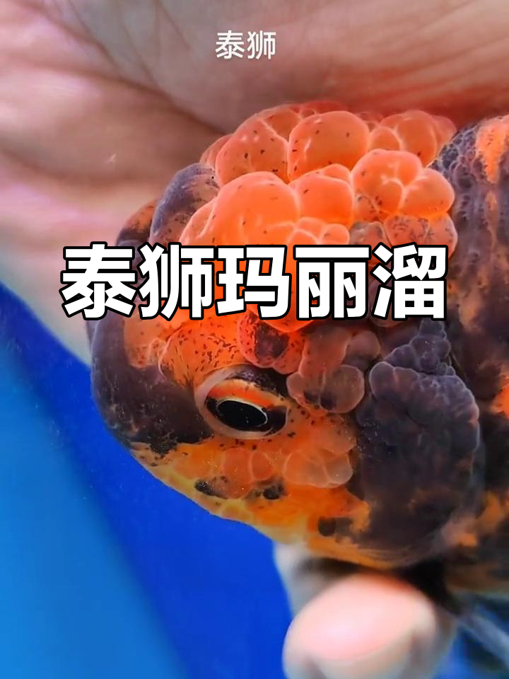 泰狮百褶裙,优雅与霸气并存