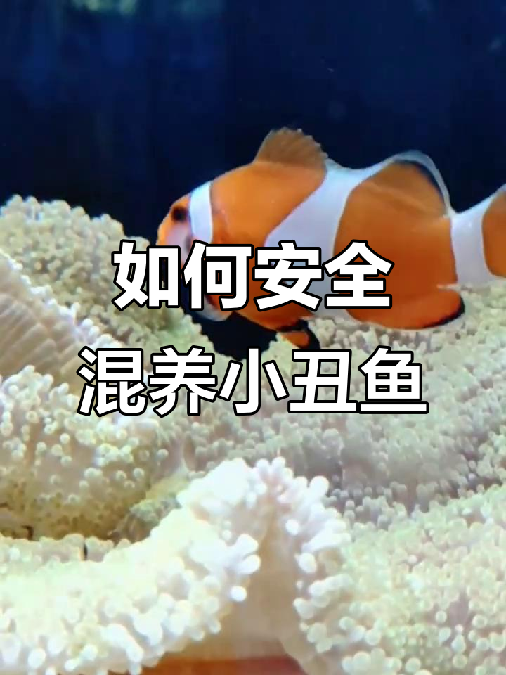 小丑鱼混养技巧:避免打斗的关键条件