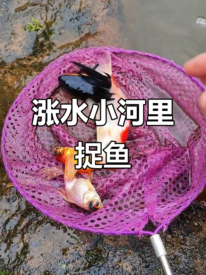 小河涨水抓鱼，红茶网助力捕捉调皮鱼儿