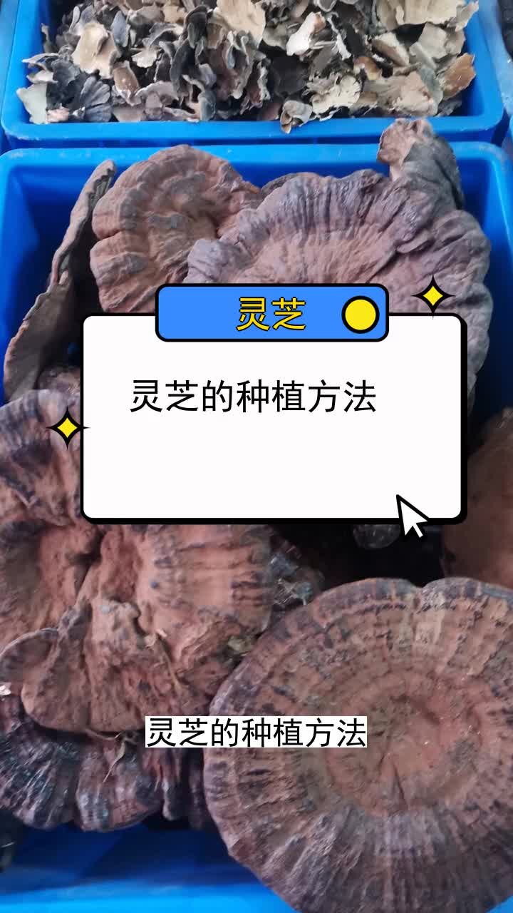 灵芝的种植方法 三农种植 农业种植技