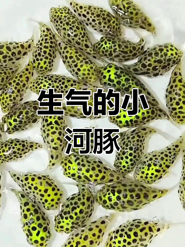 可爱小河豚,生气时的奇妙变化