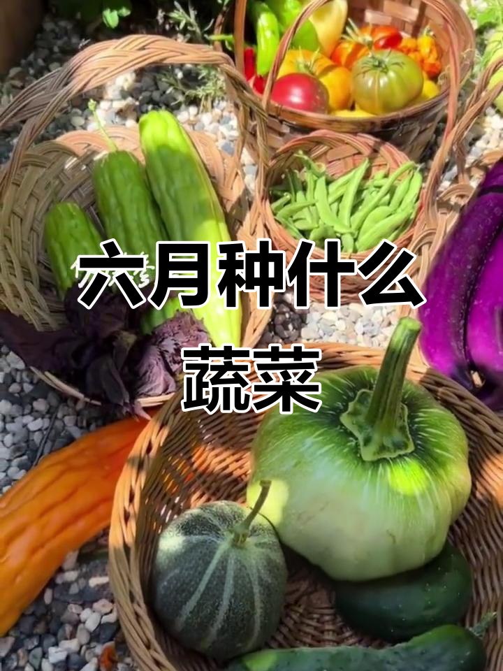 6月适合种植的蔬菜大揭秘，叶菜瓜果豆类全都有