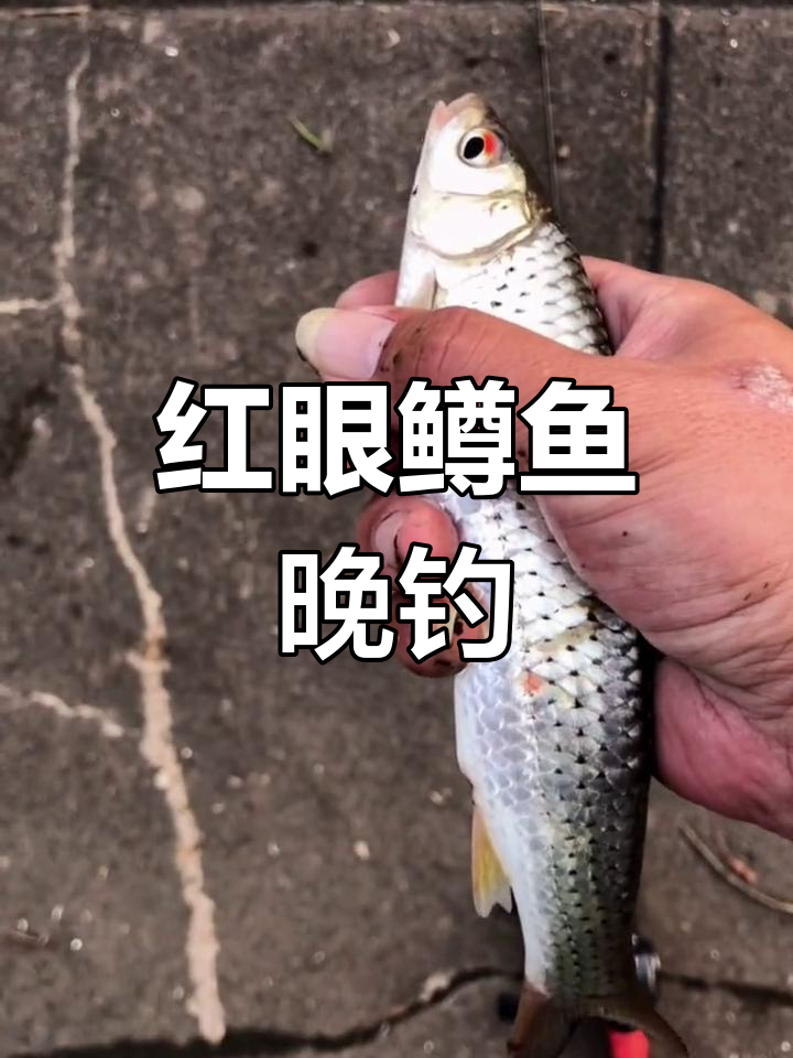 佛山路亚钓鱼,红眼鳟鱼大开口