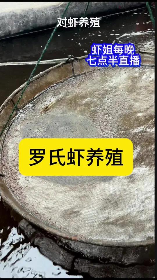 养虾技术  罗氏虾养殖25天终于看到虾了