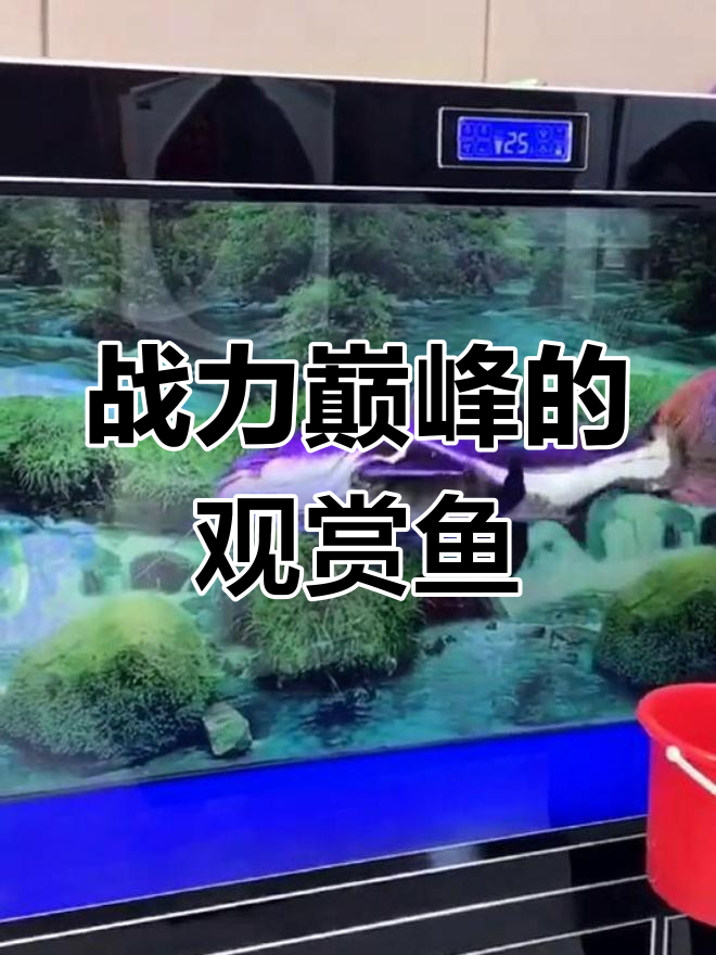 招财鱼与反天刀,吞天食地,战斗力爆表!