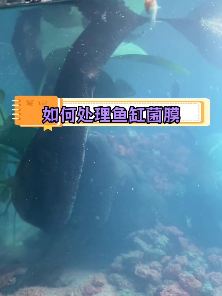 鱼缸菌膜的形成与清理方法