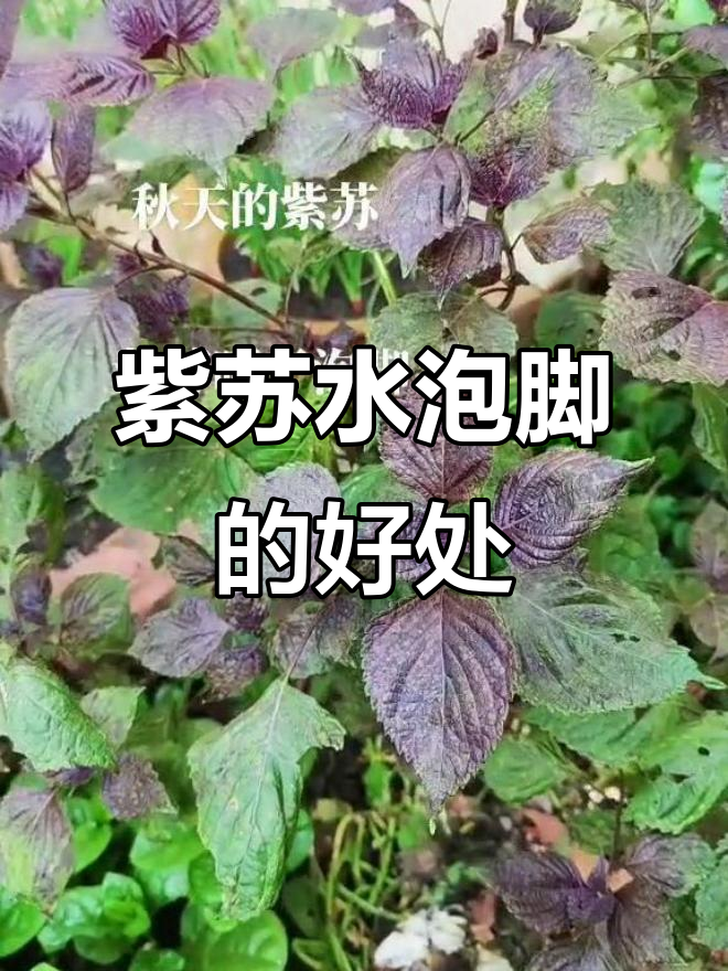 紫苏泡脚,舒缓疲劳、改善睡眠,美容养颜全搞定
