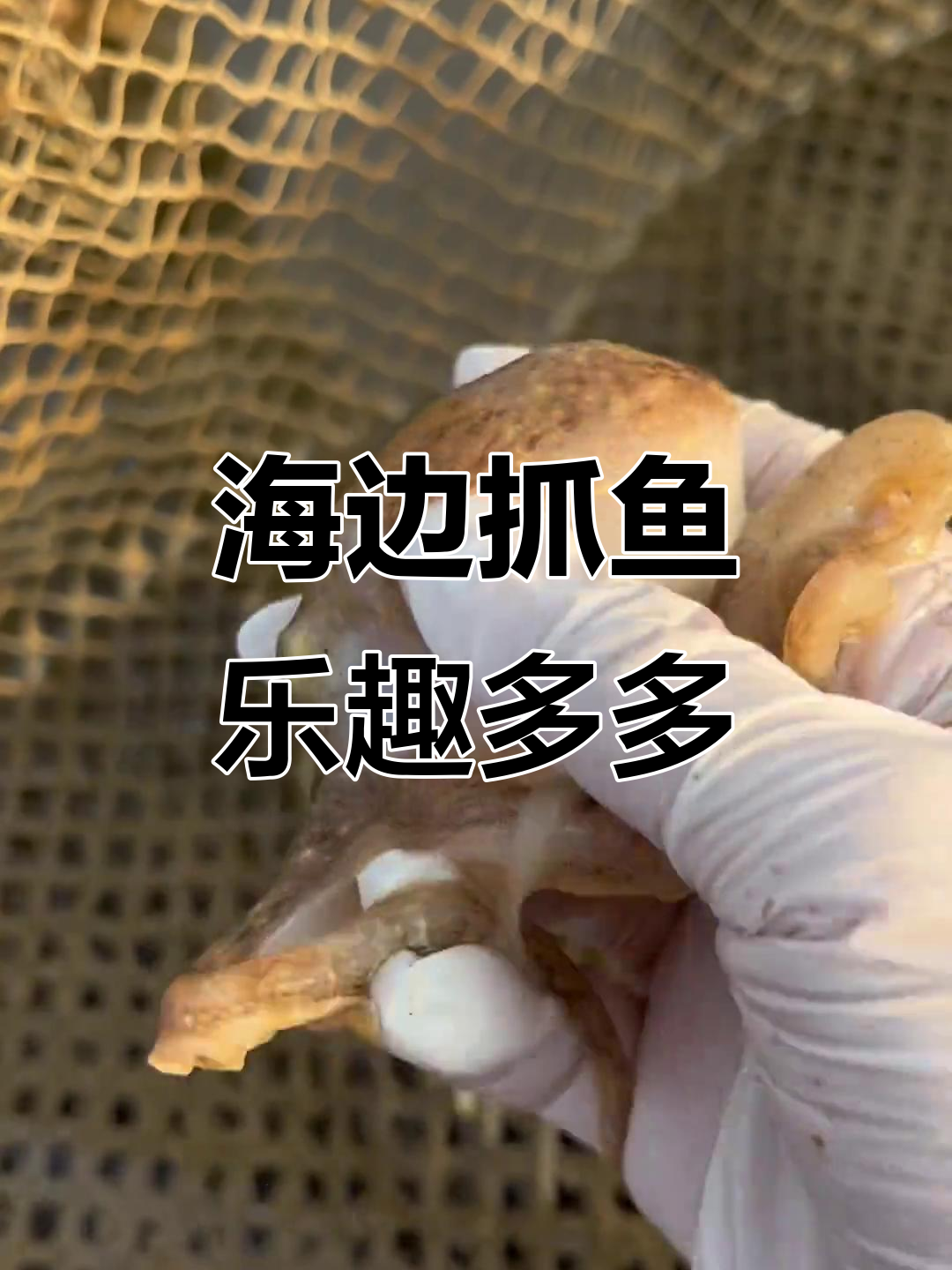 赶海大冒险：皮皮虾、螃蟹和神秘鱼的奇妙之旅