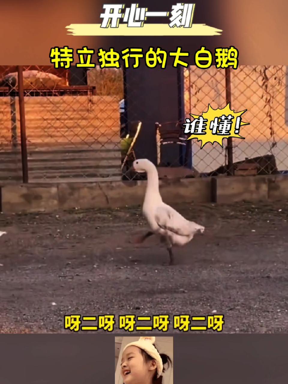 特立独行的大白鹅,是村里最靓的仔!大白鹅 搞笑 搞笑配音 看一遍笑一遍 神奇动物在抖音