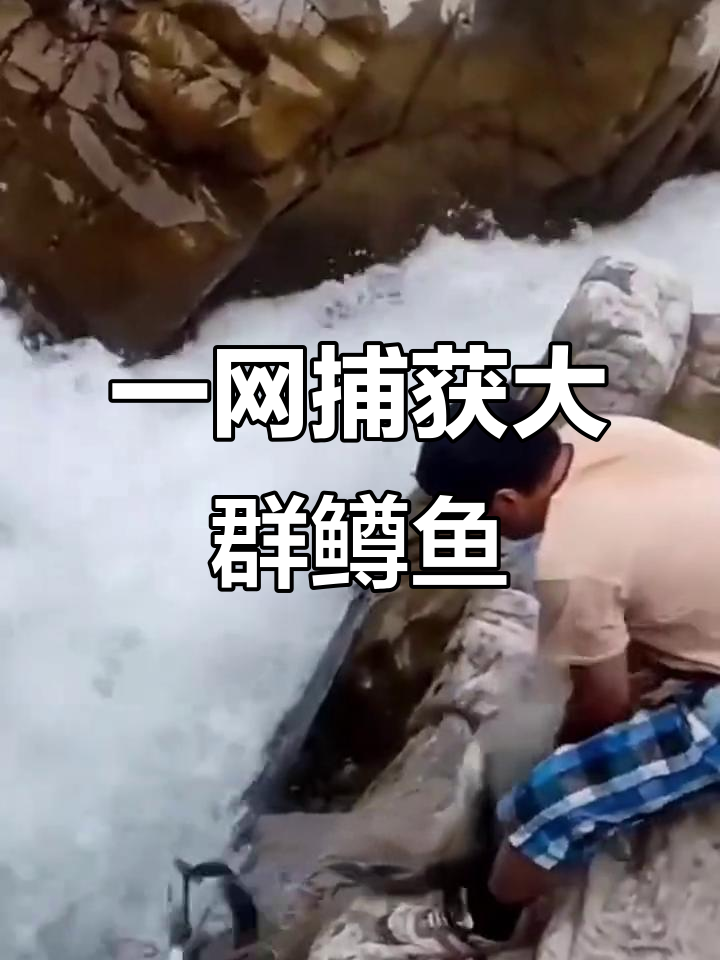 悬崖边撒网捕鱼，一网捞获数十斤野生鳟鱼