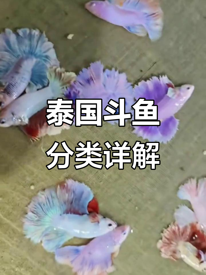泰国斗鱼品种全解析：马尾、狮王、半月等详细介绍