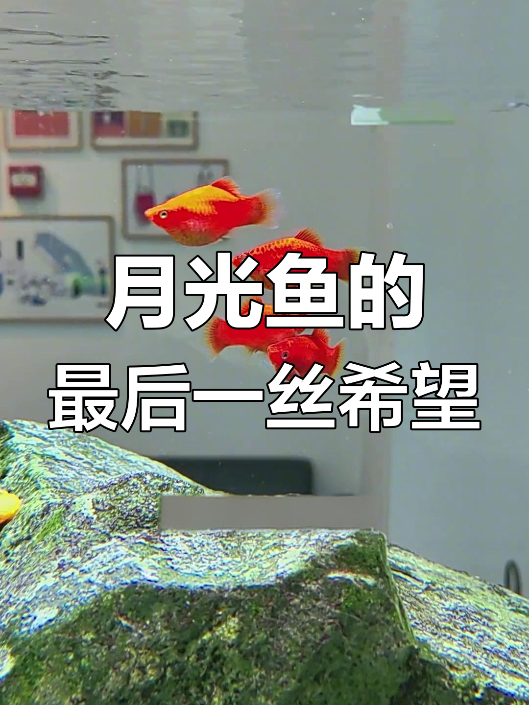 月光鱼不再繁殖,最后希望也破灭