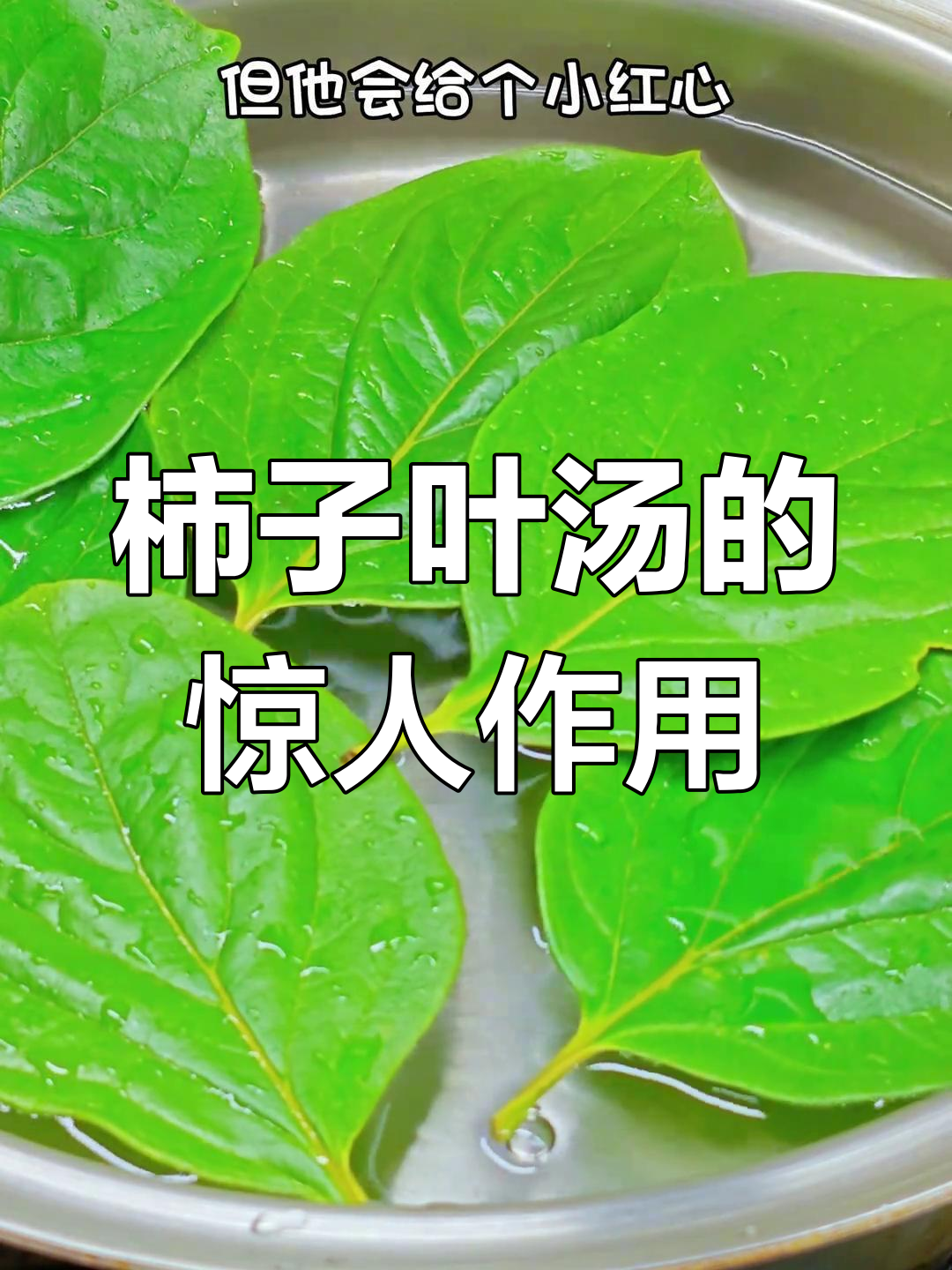 柿子叶煮水竟有神奇功效,80岁老前辈的秘密分享