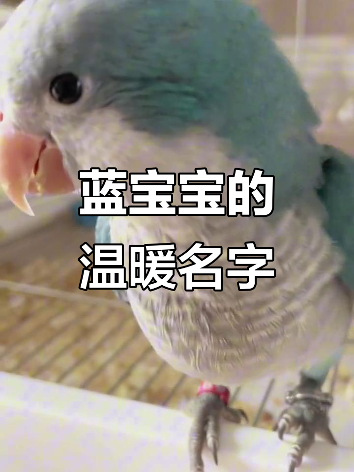 小鸡取名蓝宝宝,暖心又可爱