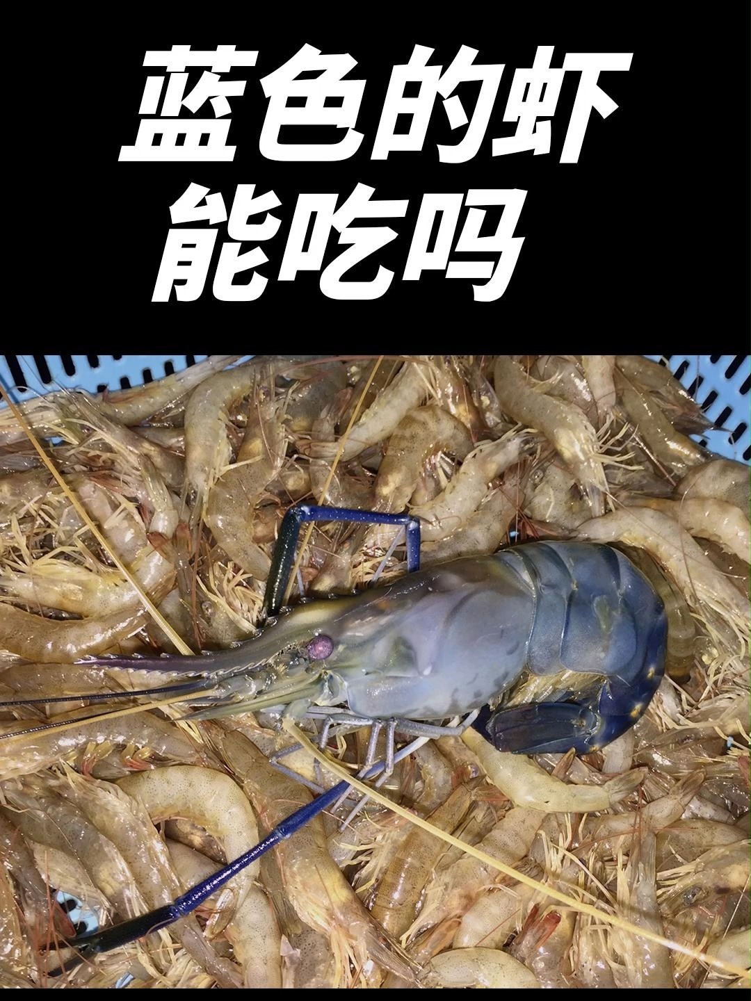 蓝色虾听说很罕见?是真的吗?能吃吗?