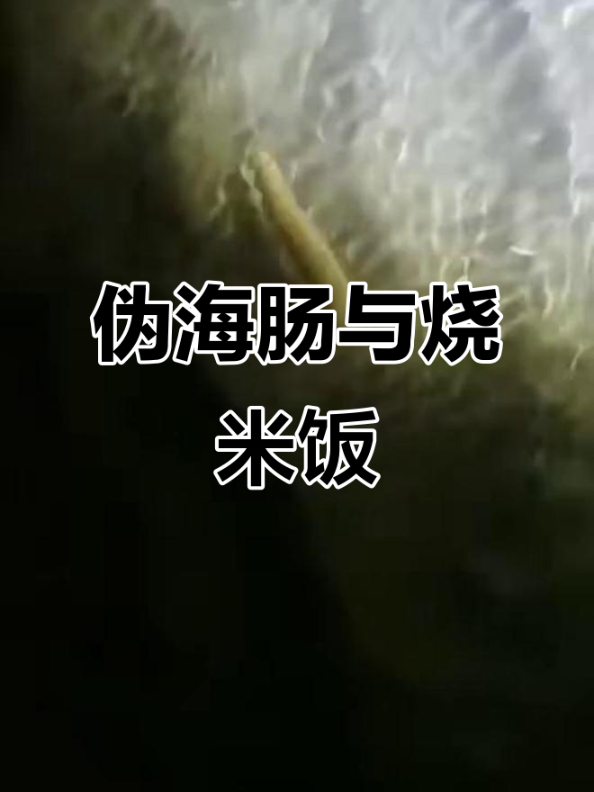 海玉米(伪海肠)的神秘面纱,烧米饭也能吃!