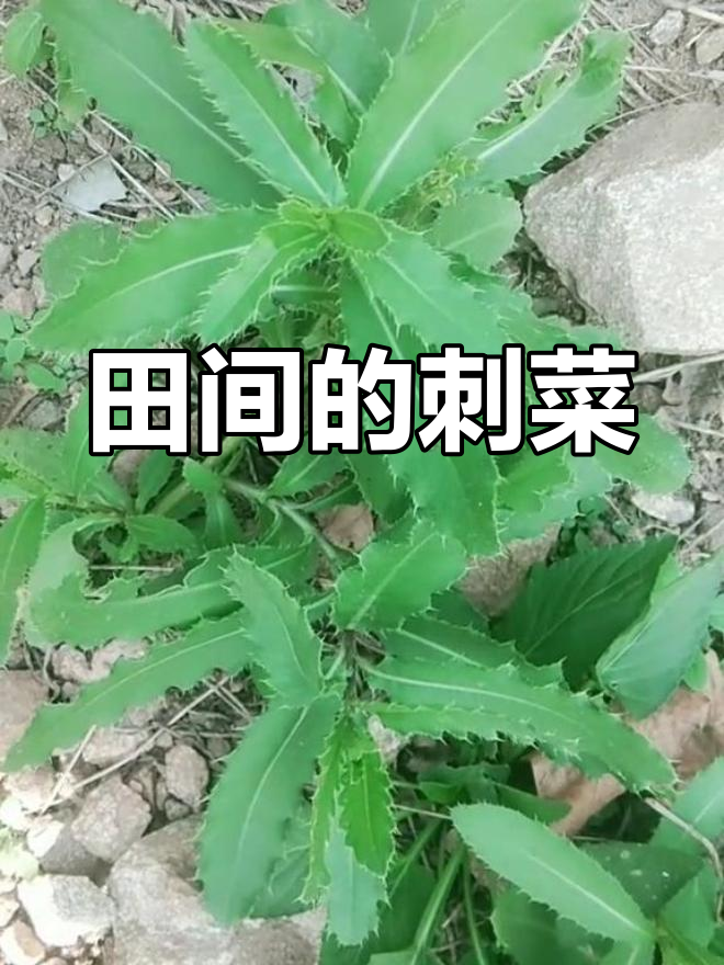 刺菜:田间地头的“小痛”与美味