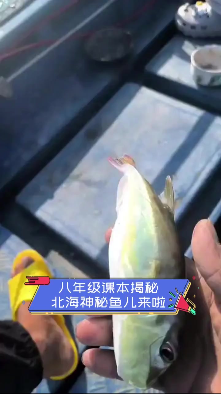 八年级课本揭秘,北海神秘鱼儿来啦