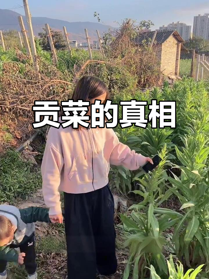 贡菜原来是这样的,新鲜样子大揭秘!
