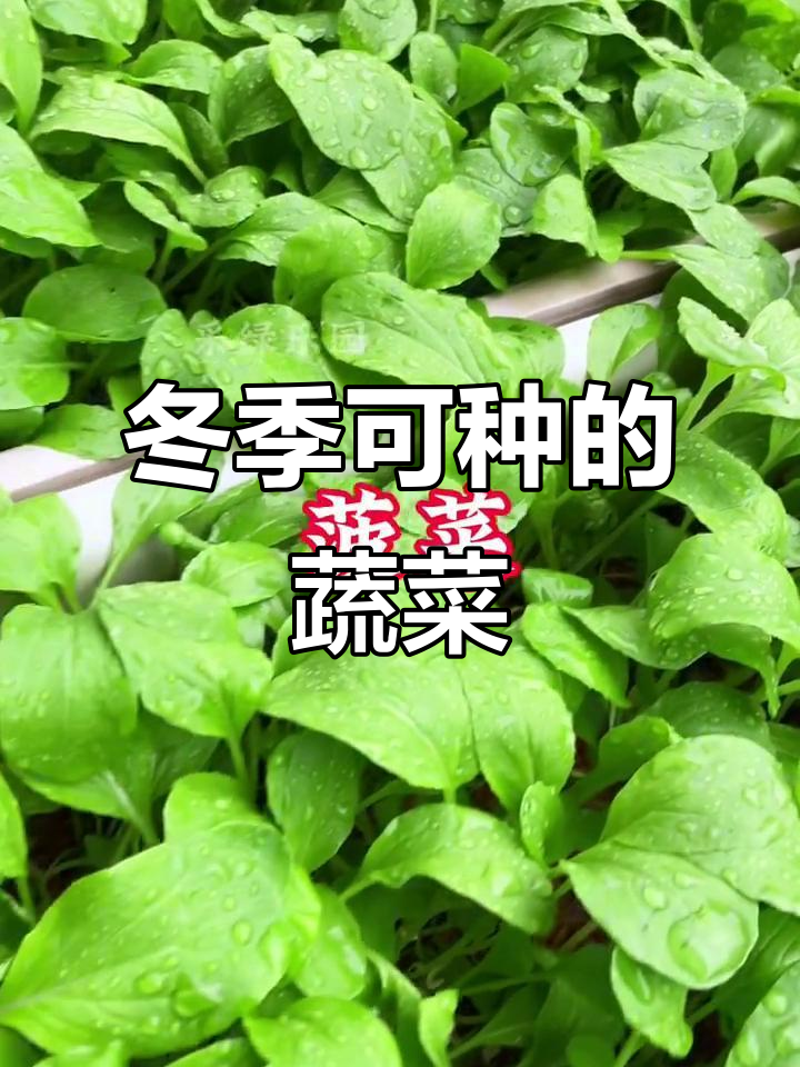11月适合种哪些蔬菜?这些品种四季都能种植