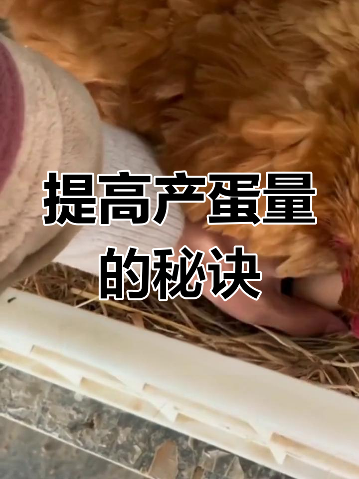 冬季母鸡不下蛋?试试这个简单方法