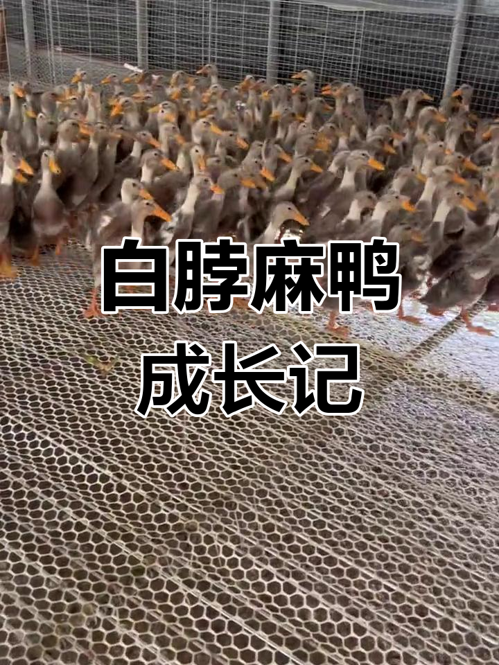 绍兴白脖麻鸭大毛长出,下蛋王惊艳登场
