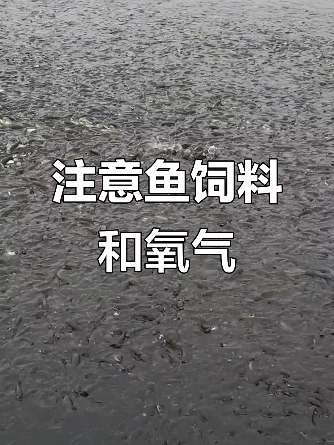 阴雨天气,鱼儿少喂食,制氧机开启避免缺氧