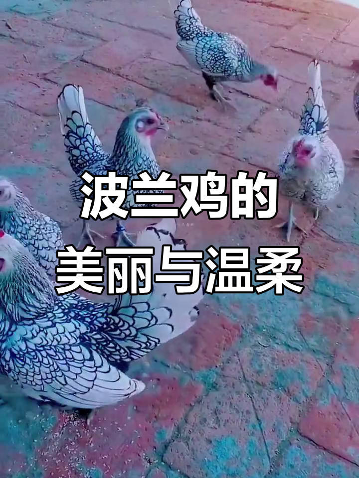 波兰鸡:世界上最美的温顺小动物,超易饲养