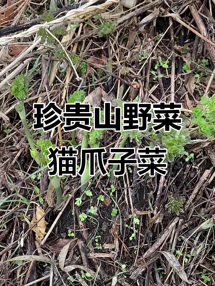 东北珍稀山野菜：猫爪子菜的独特美味与健康价值
