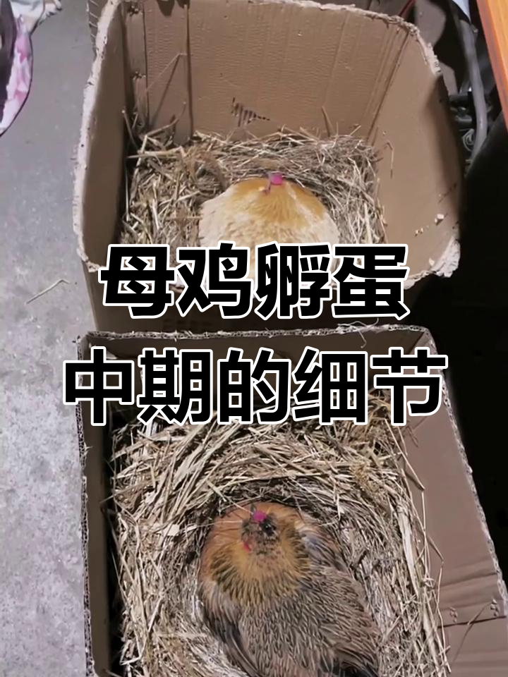 母鸡孵化中期技巧,如何提高小鸡出壳率