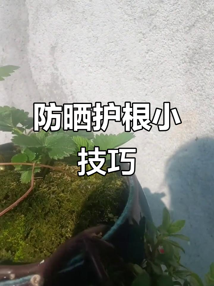 陶瓷盆种草莓,夏季阳光太强易烂根,需加遮挡物保护